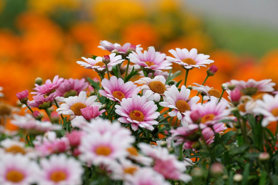 Aroma von Kräutern bewahren: Tipps für Gartenfreunde