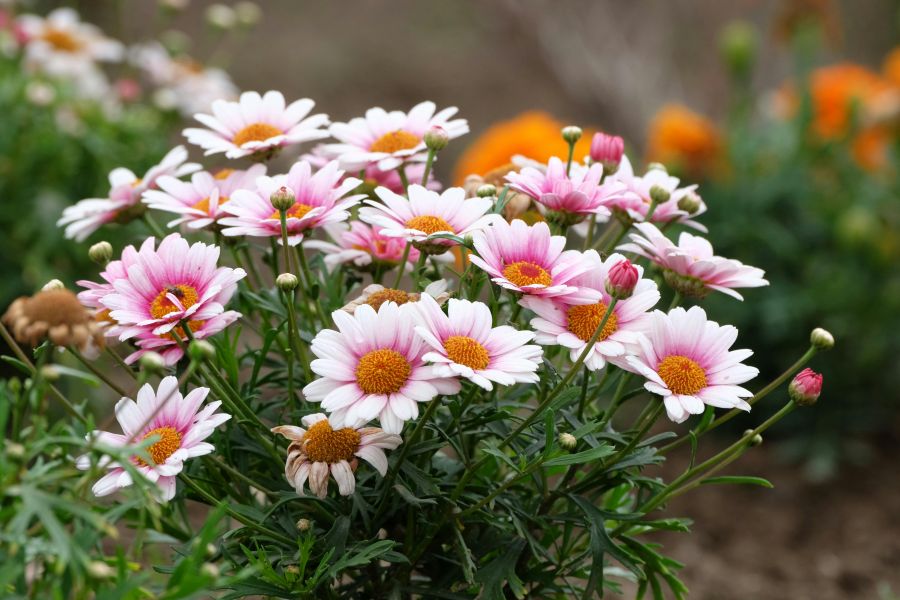 Brombeeren – So bleiben sie klein und trocken im Garten